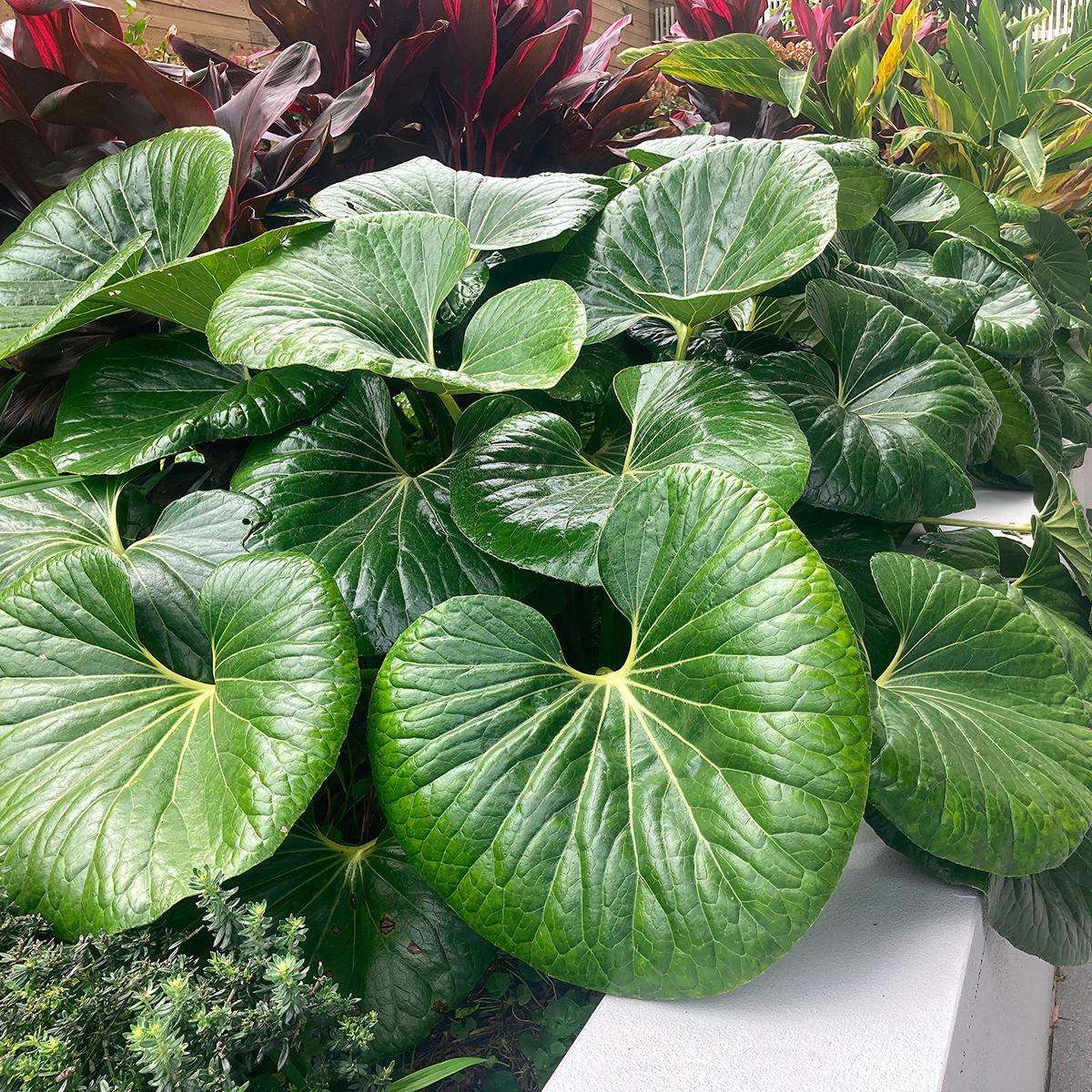 Farfugium Japonicum ‘Designer Verde’ (Green Leopard Plant)