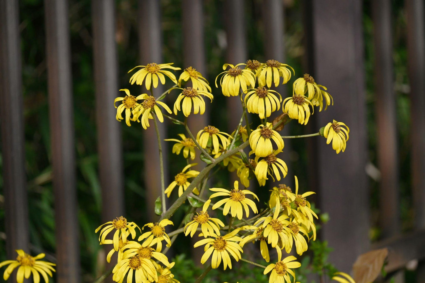 Farfugium Japonicum ‘Designer Verde’ (Green Leopard Plant)