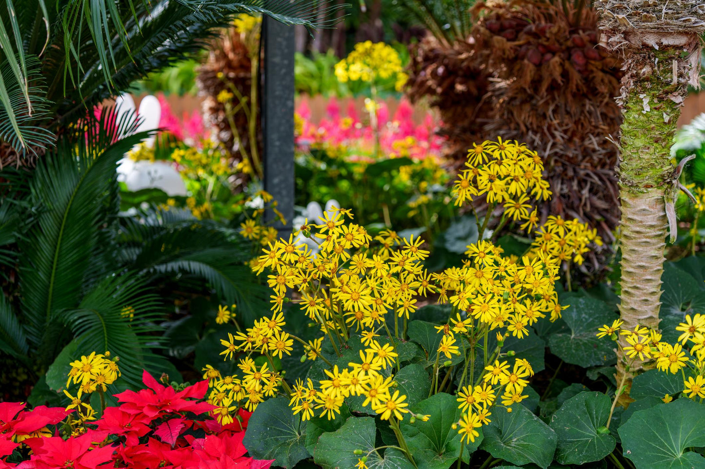 Farfugium Japonicum ‘Designer Verde’ (Green Leopard Plant)