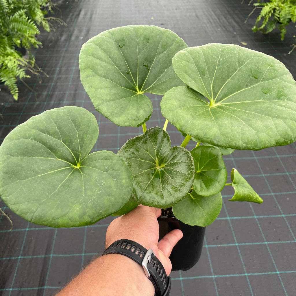 Farfugium Japonicum ‘Designer Verde’ (Green Leopard Plant)