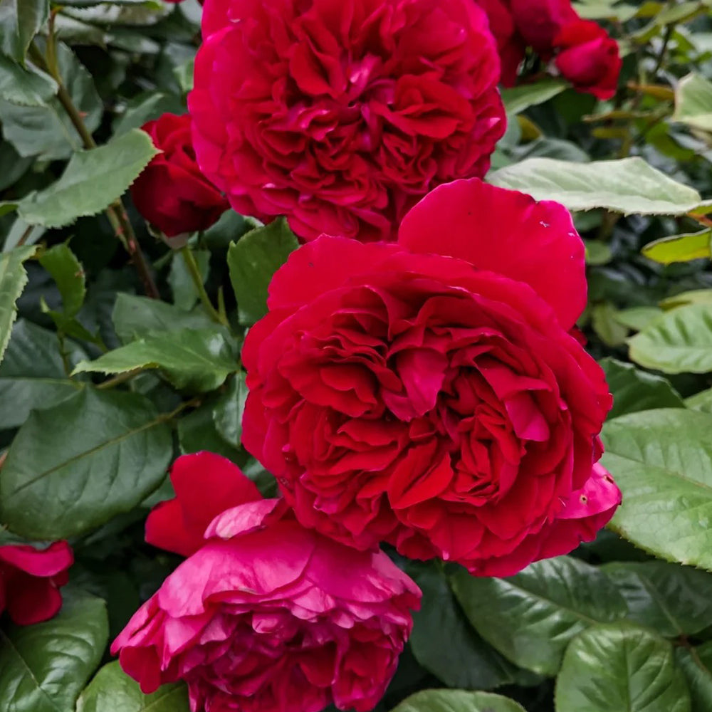 Rosa ‘Father’s Love’ (Father’s Love Hybrid Tea Rose)