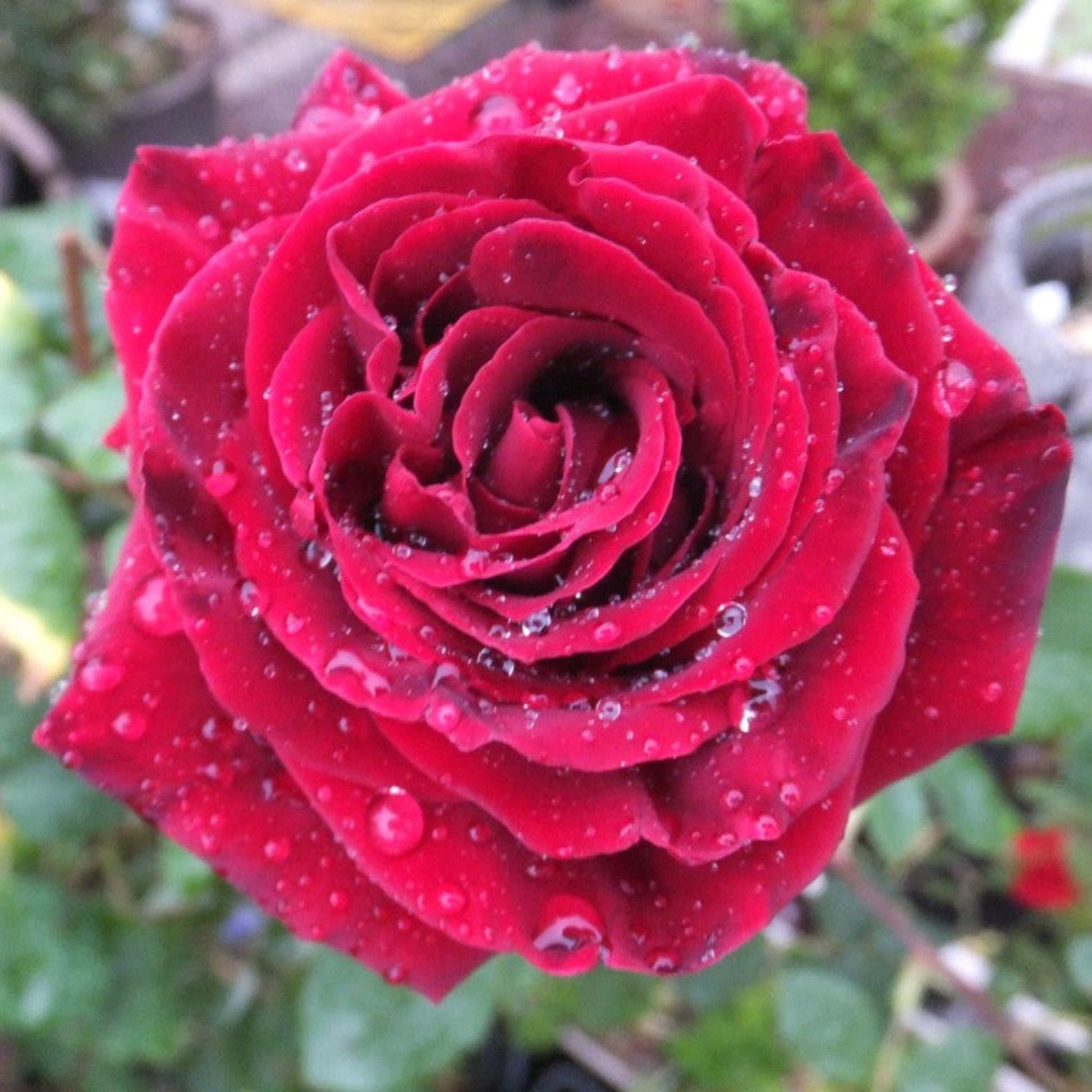 Rosa ‘Father’s Love’ (Father’s Love Hybrid Tea Rose)