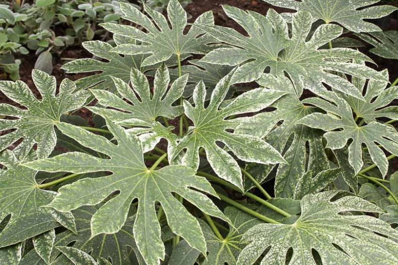 Fatsia Japonica 'Spider's Web' (Spider's Web Japanese Aralia)