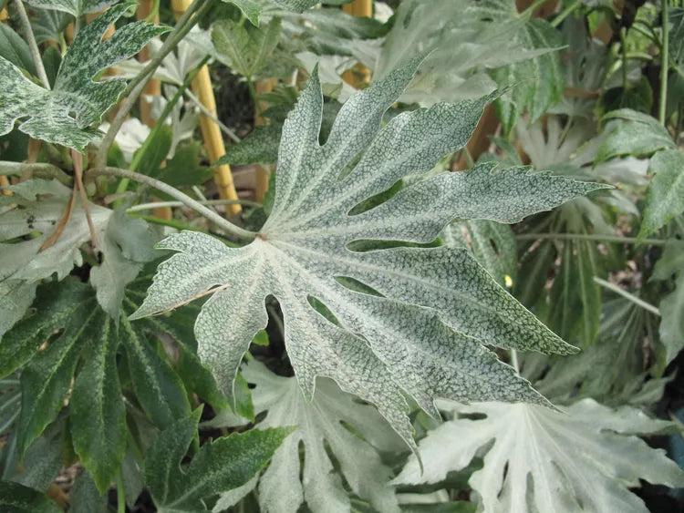 Fatsia japonica ‘Spider’s Web’ (Variegated Japanese Aralia)