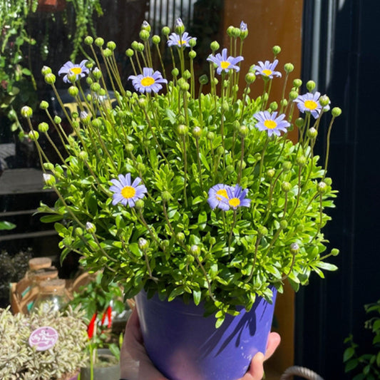 Felicia Amelloides 'Felicity Blue' (Blue Daisy)