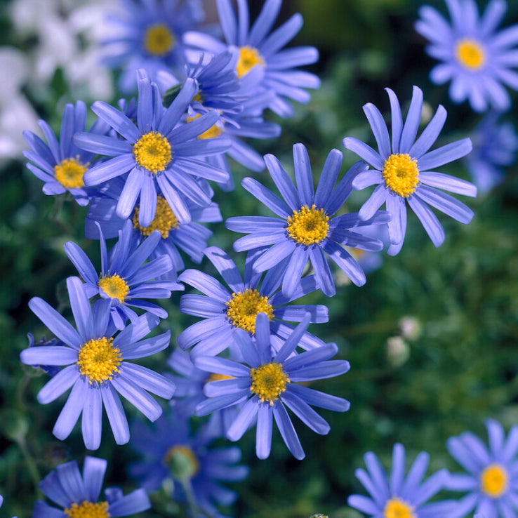 Felicia Amelloides 'Felicity Blue' (Blue Daisy)