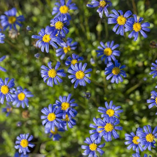 Felicia Amelloides 'Felicity Blue' (Blue Daisy)