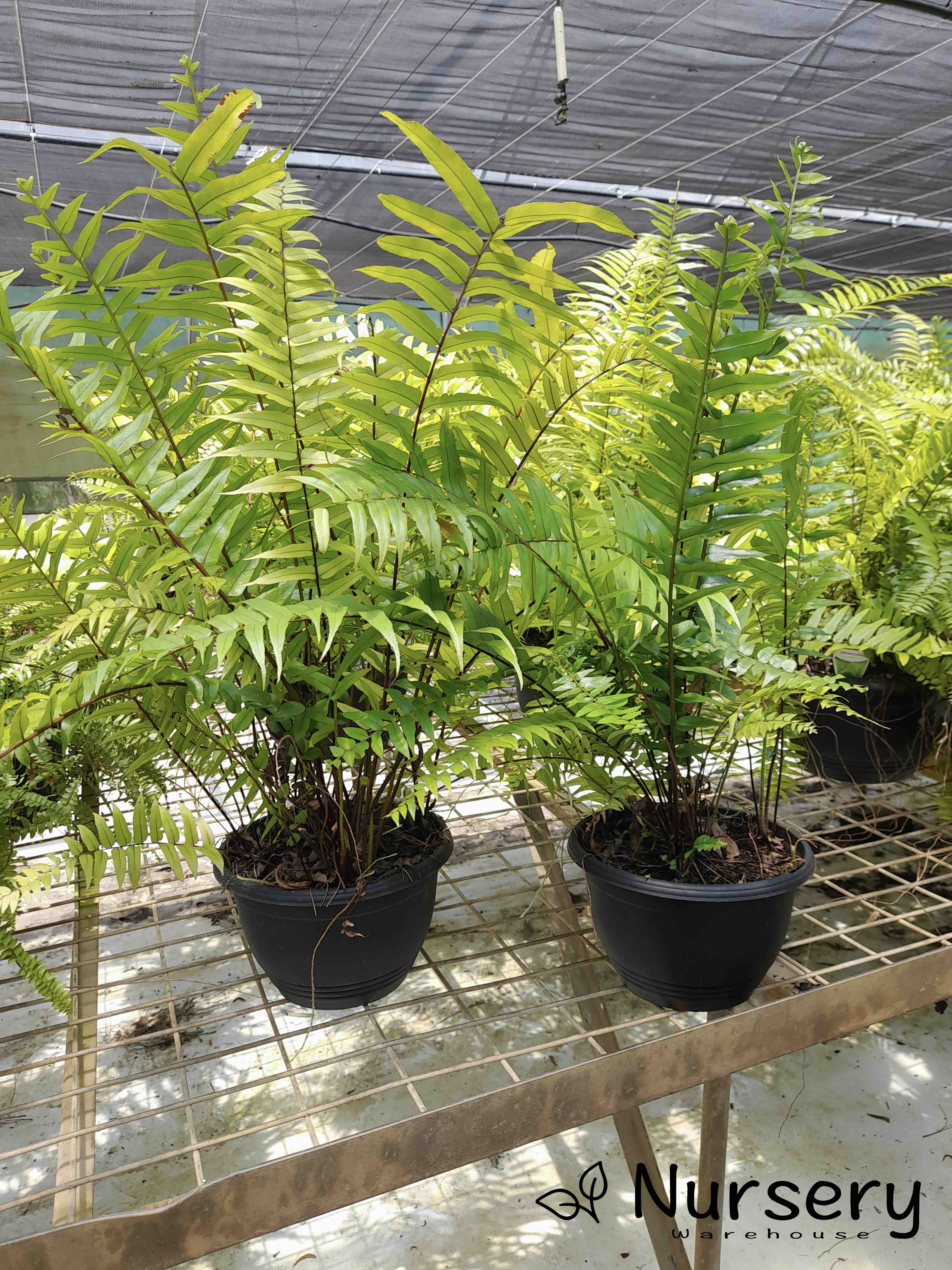 Nephrolepis Exaltata 'Montana' (Boston Fern 'Montana' | overgrown, has new shoots and marks on foliage)
