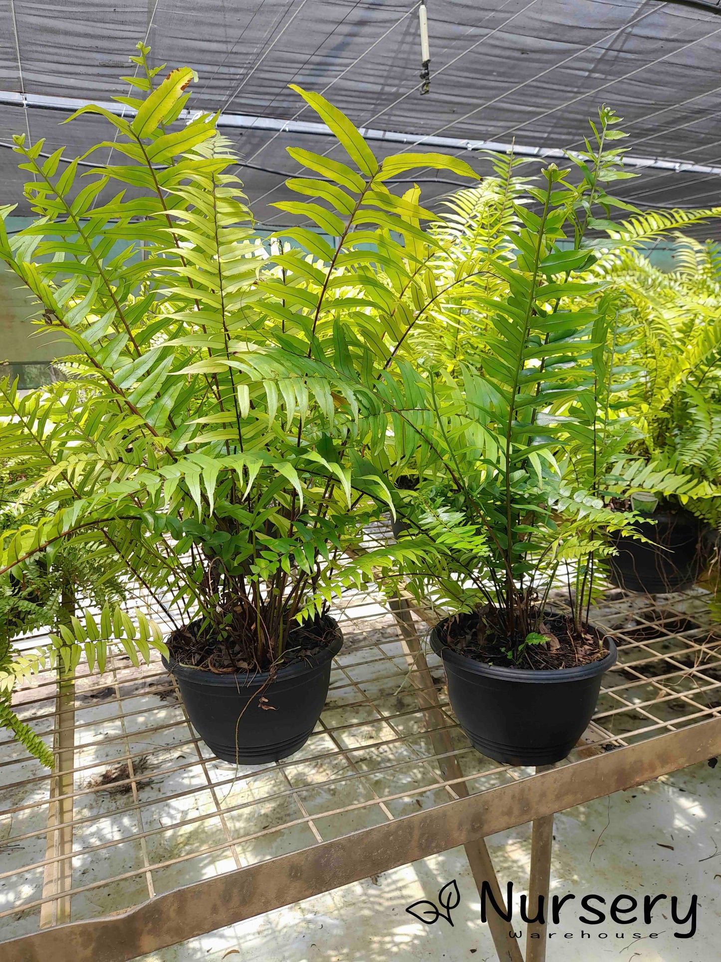 Nephrolepis Exaltata 'Montana' (Boston Fern 'Montana' | overgrown, has new shoots and marks on foliage)