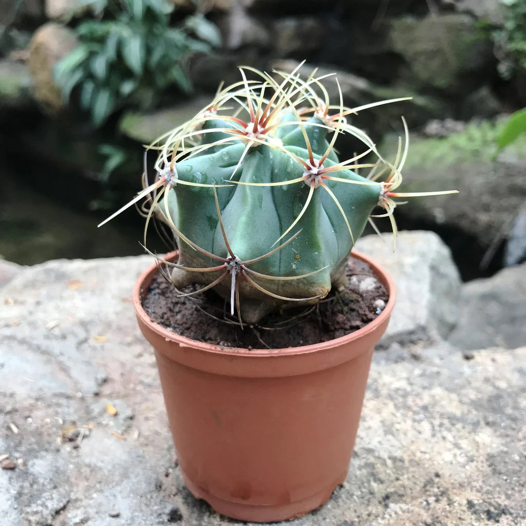 Ferocactus Electracanthus (Barrel Cactus)