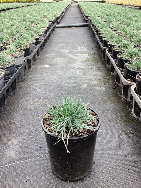 Festuca Glauca ‘Beyond Blue’ (Beyond Blue Fescue)