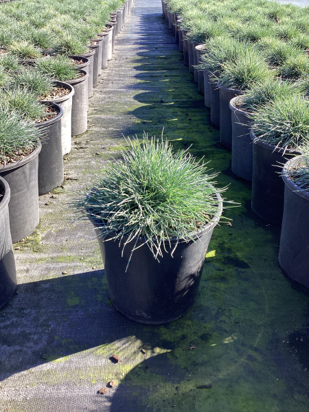 Festuca Glauca ‘Beyond Blue’ (Beyond Blue Fescue)