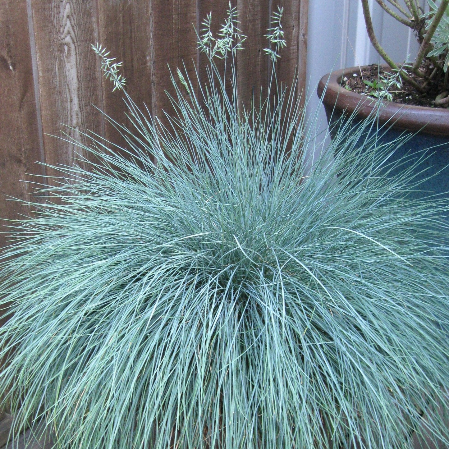 Festuca Glauca ‘Beyond Blue’ (Beyond Blue Fescue)