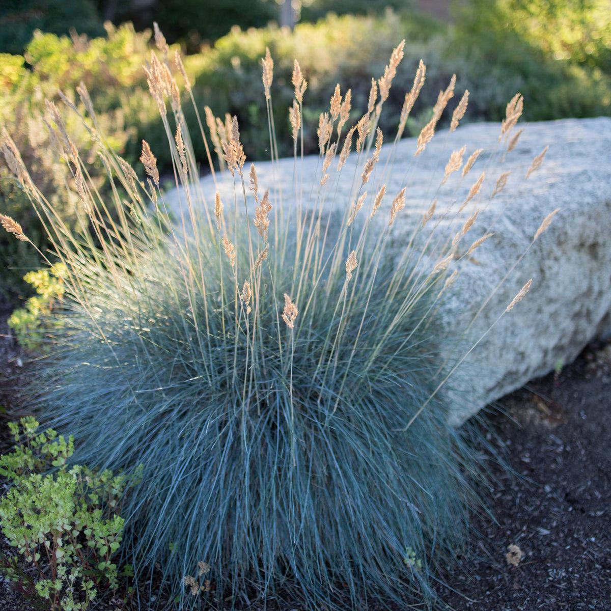 Festuca Glauca ‘Beyond Blue’ (Beyond Blue Fescue)