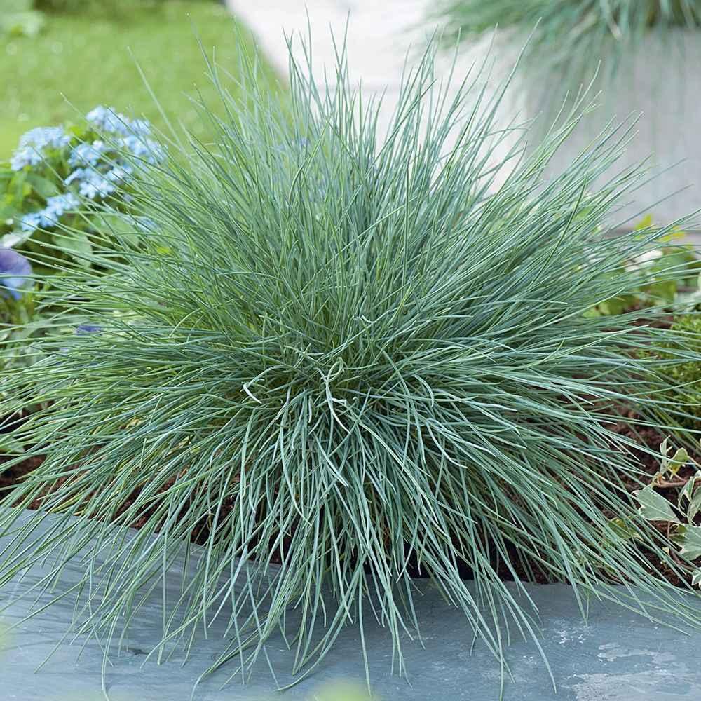 Festuca Glauca ‘Beyond Blue’ (Beyond Blue Fescue)
