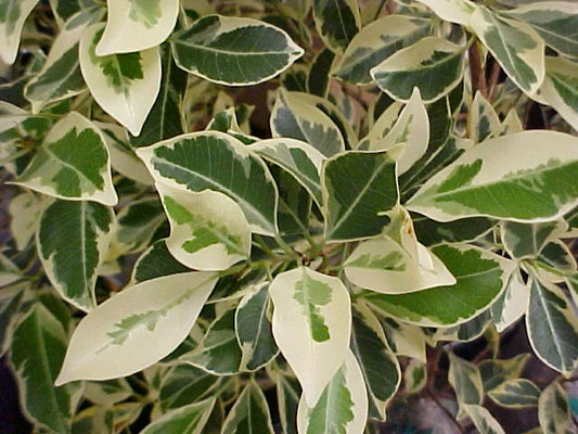 Ficus Microcarpa (Flash Variegated)