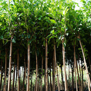 Ficus Microcarpa (Flash Pleached)