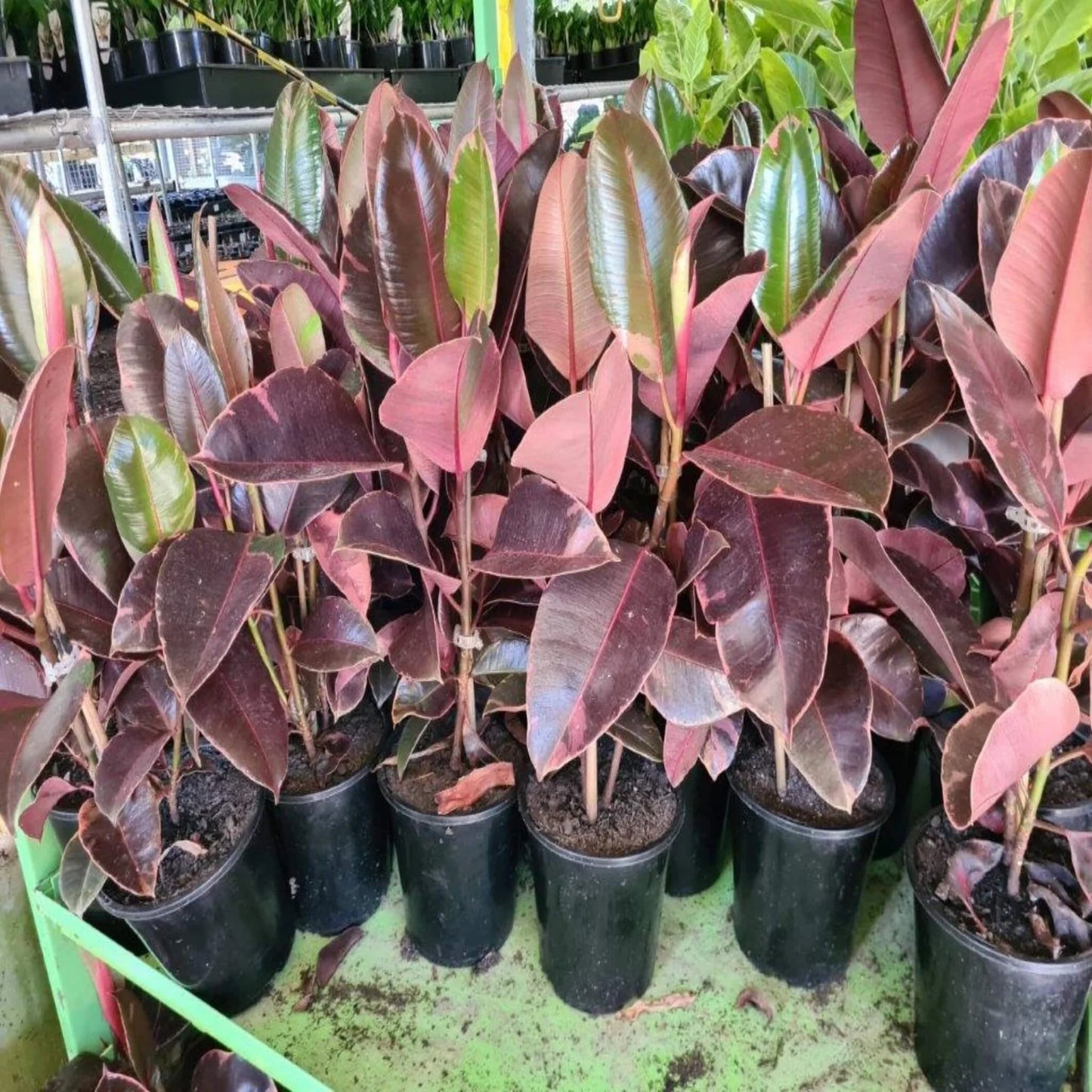 Ficus elastica 'Ruby' (Ruby Rubber Plant)