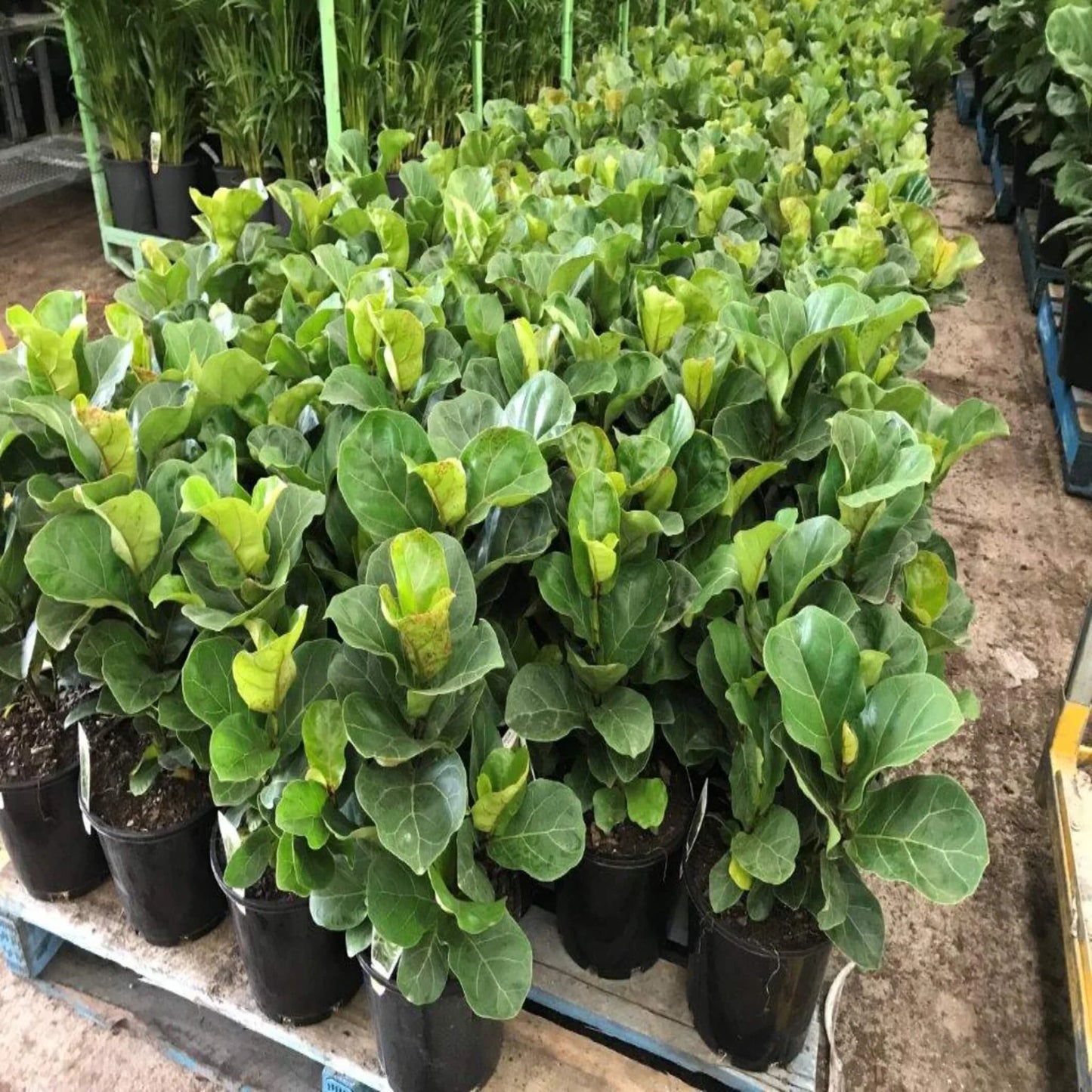 Ficus lyrata 'Bambino' (Bambino Fiddle Leaf Fig)