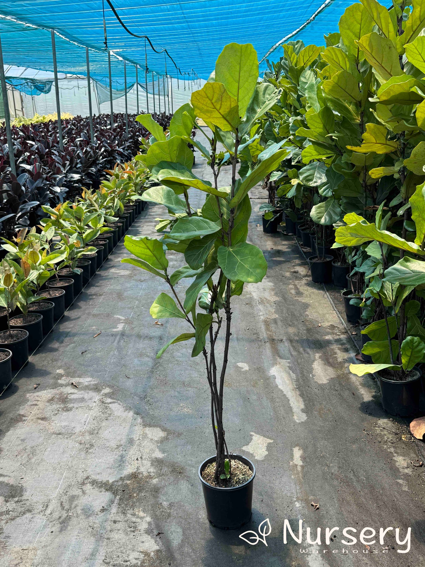 Ficus Lyrata (Fiddle Leaf | Tall 1m + high, some yellow, overgrown)