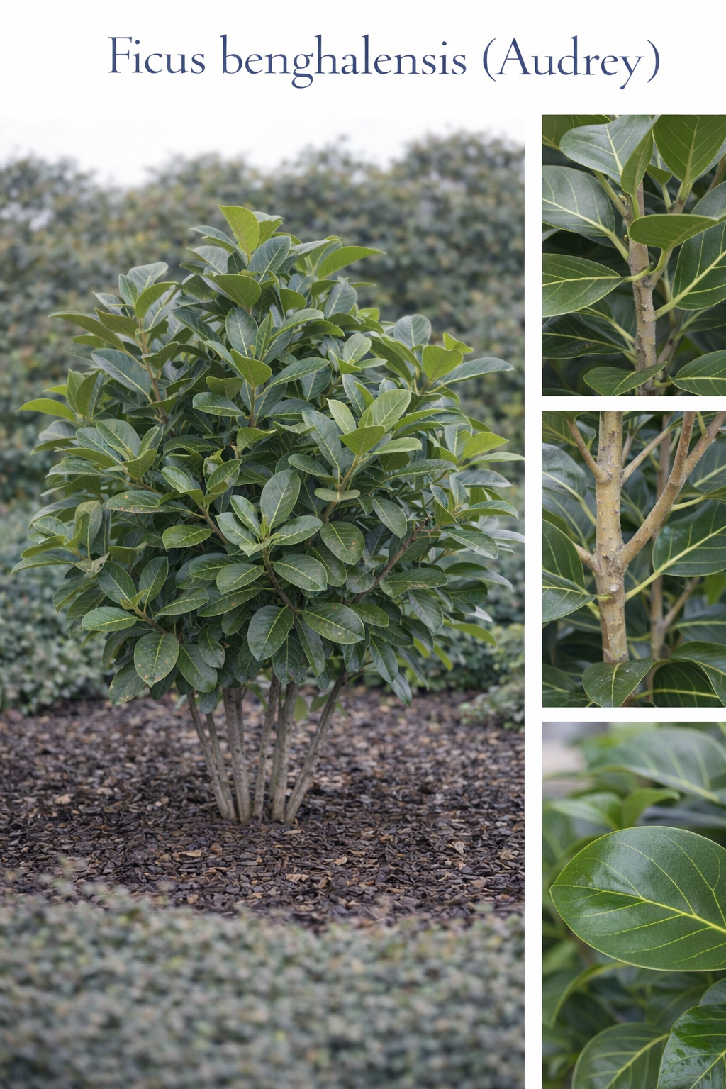Ficus Benghalensis (Audrey)