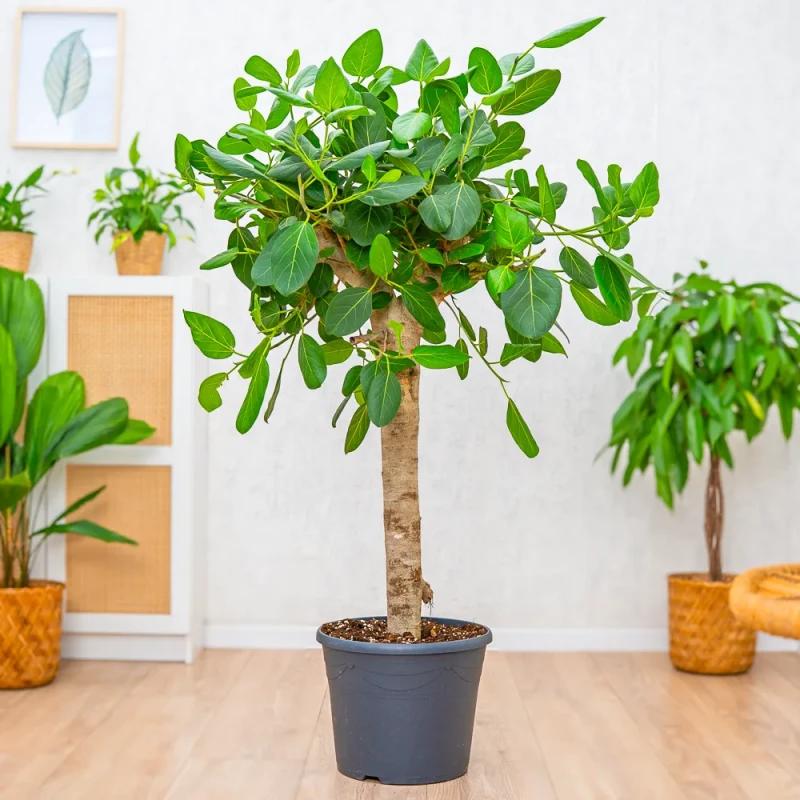 Ficus Benghalensis ‘Audrey’ (Audrey Banyan Fig)