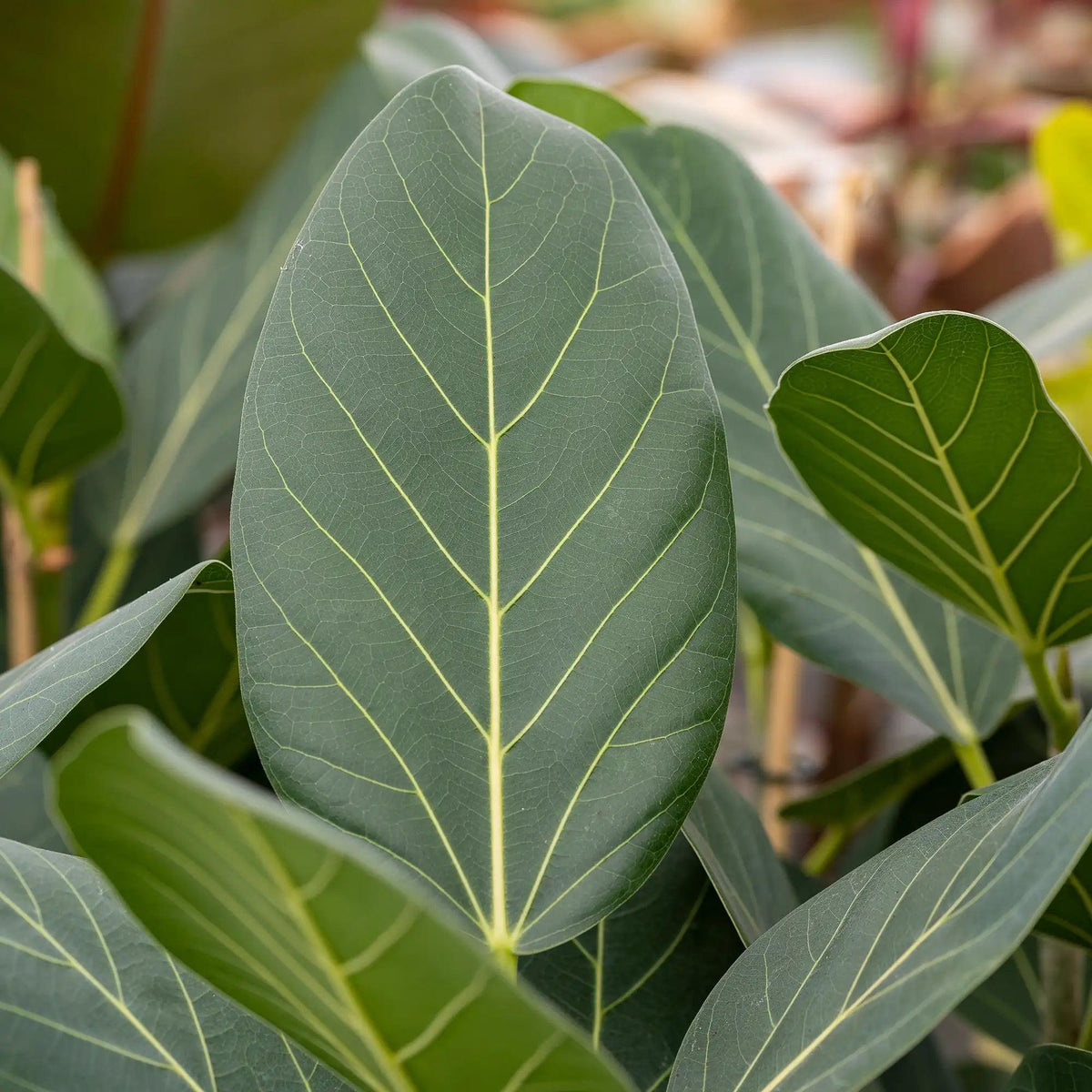 Ficus Benghalensis ‘Audrey’ (Audrey Banyan Fig)