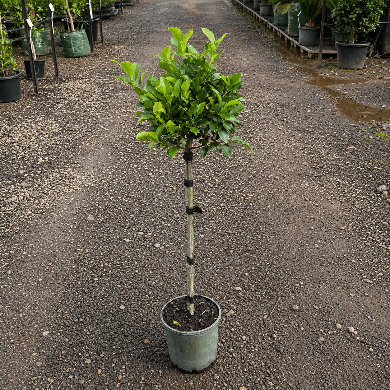 Ficus Benjamina (Emerald Green Standard)