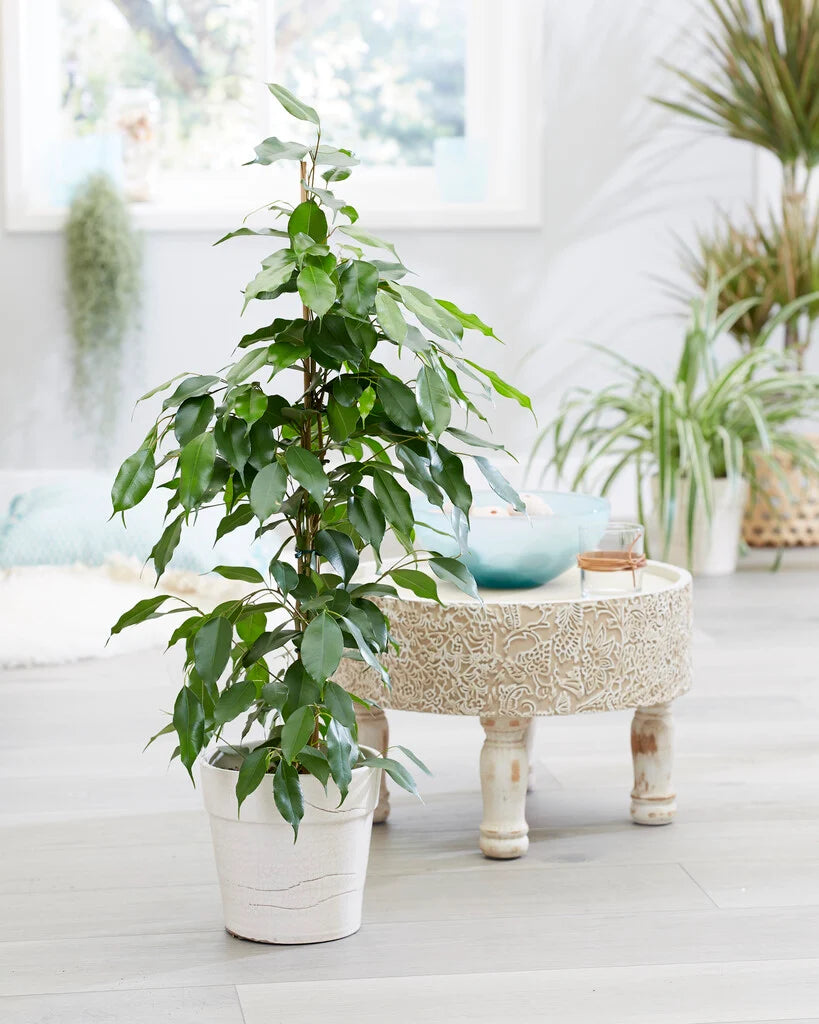 Ficus Benjamina ‘Exotica’ (Weeping Fig)