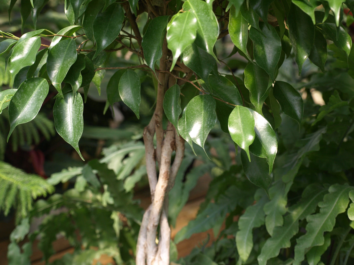 Ficus Benjamina ‘Exotica’ (Weeping Fig)