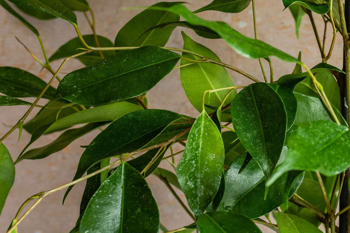 Ficus Benjamina ‘Exotica’ (Weeping Fig)