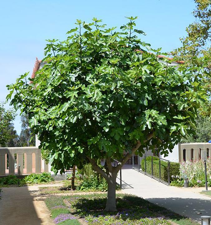 Ficus Carica ‘White Genoa’ (White Genoa Fig)