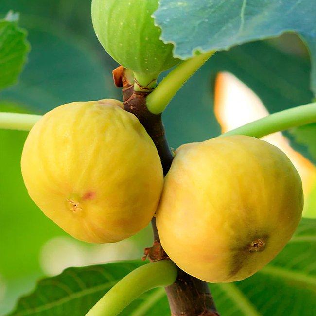 Ficus Carica 'Yellow Excel' (Yellow Excel Fig)