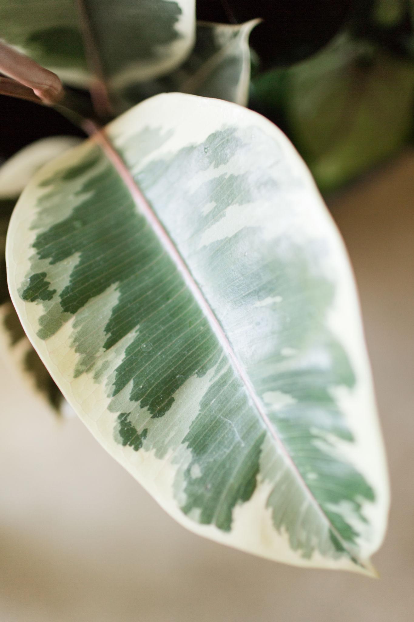 Ficus Elastica (Marble Rubber Plant)
