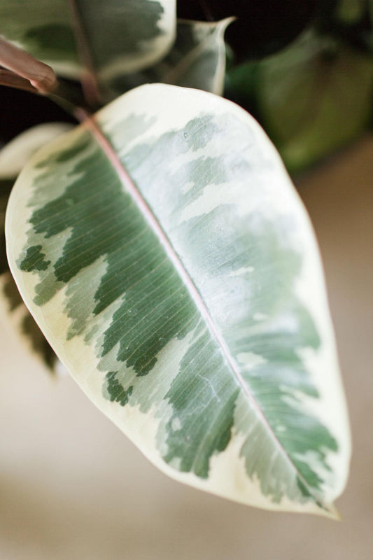 Ficus Elastica (Marble Rubber Plant)