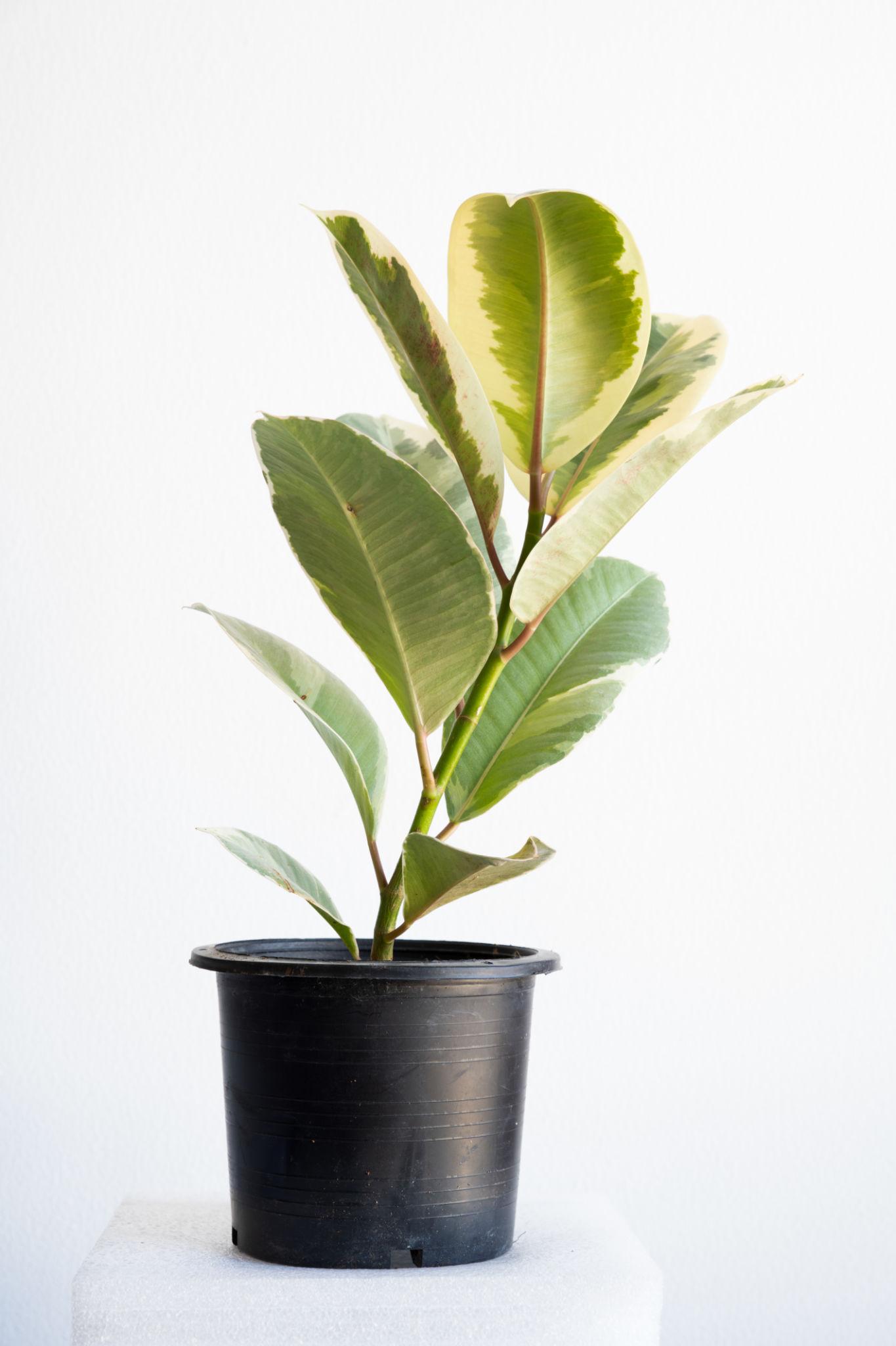 Ficus Elastica (Marble Rubber Plant)