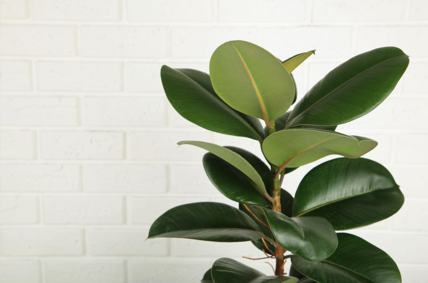 Ficus Elastica (Marble Rubber Plant)