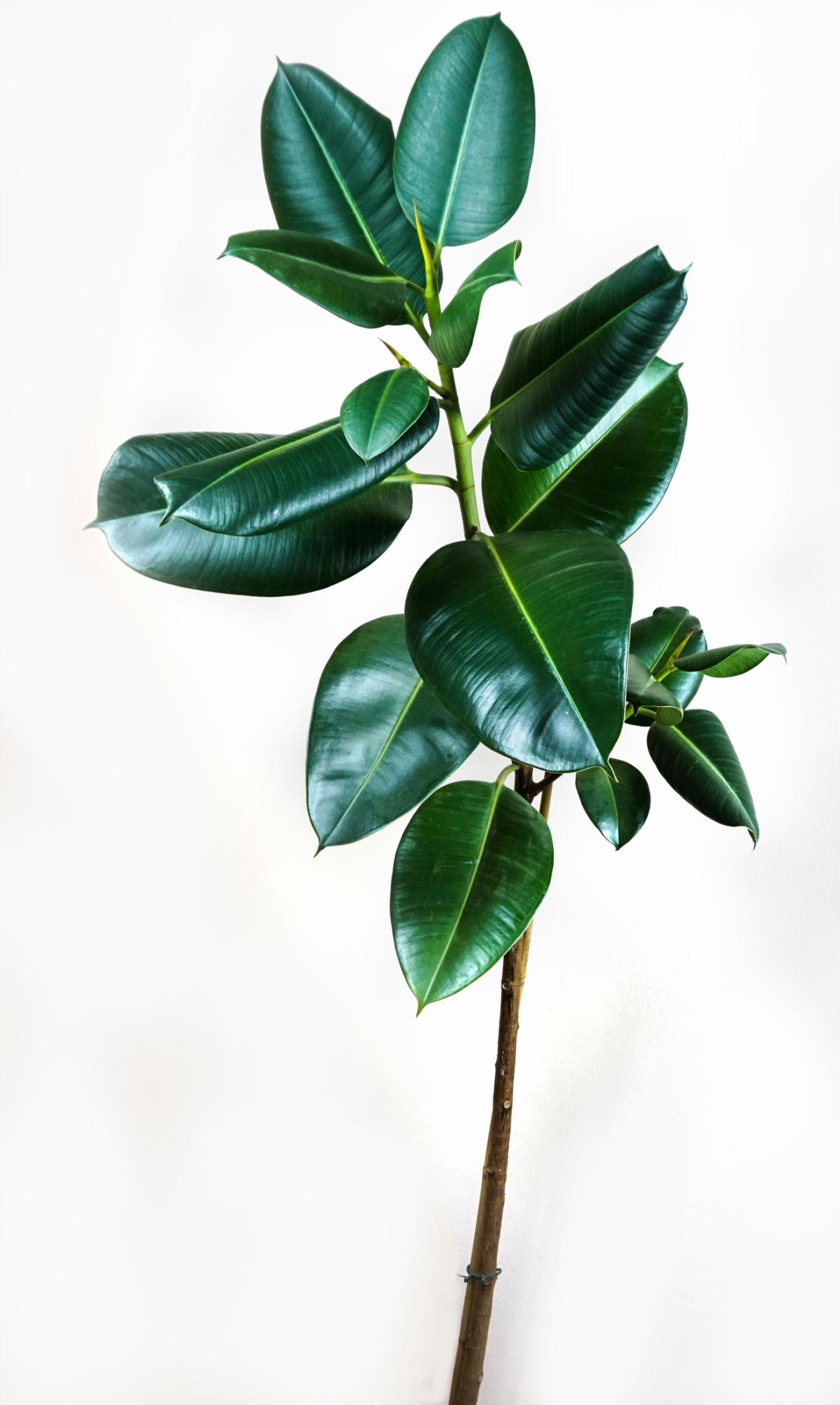 Ficus Elastica (Marble Rubber Plant)
