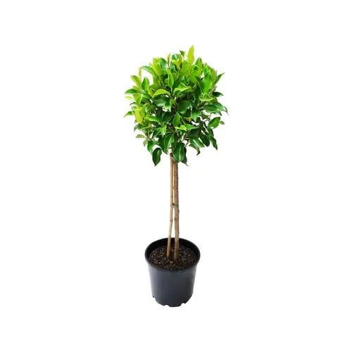 "Ficus Macrocarpa 'Emerald' (Emerald Fig) in a pot, ready for sale with lush green foliage."