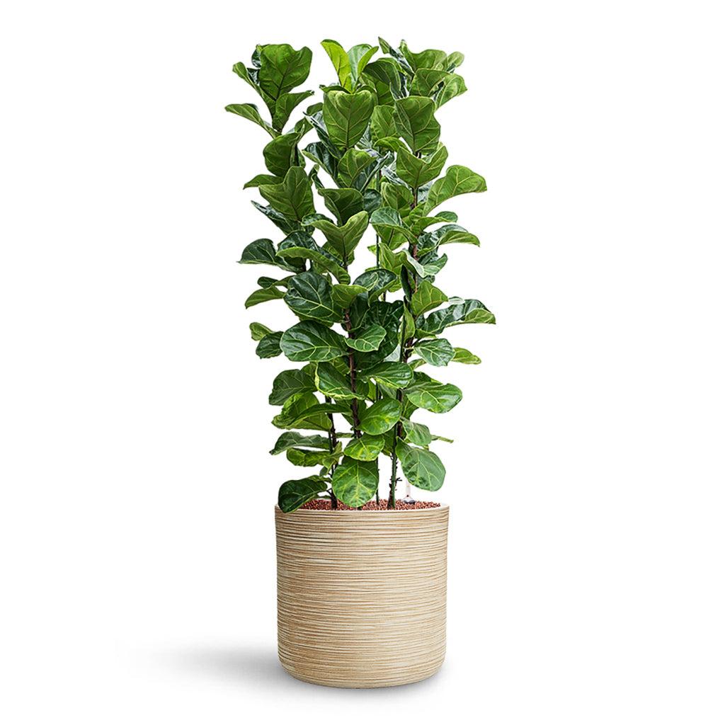 Ficus Lyrata ‘Bambino’ (Dwarf Fiddle-Leaf Fig)