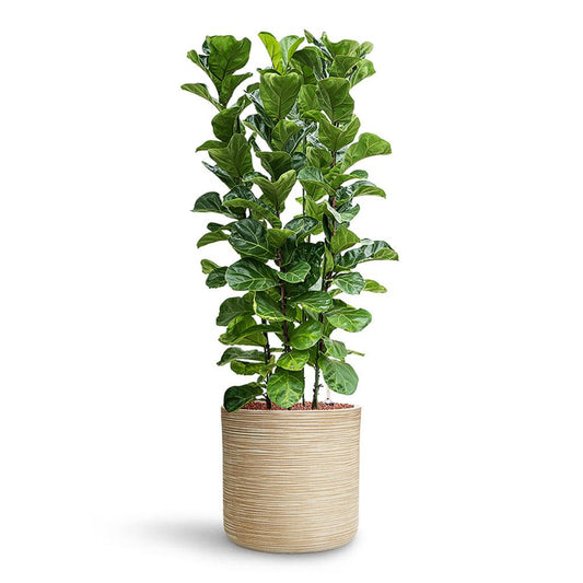 Ficus Lyrata ‘Bambino’ (Dwarf Fiddle-Leaf Fig)