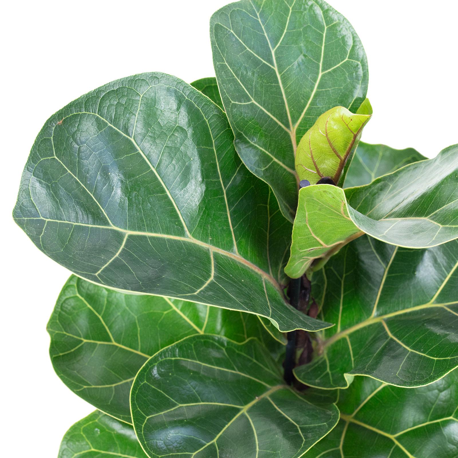 Ficus Lyrata ‘Bambino’ (Dwarf Fiddle-Leaf Fig)