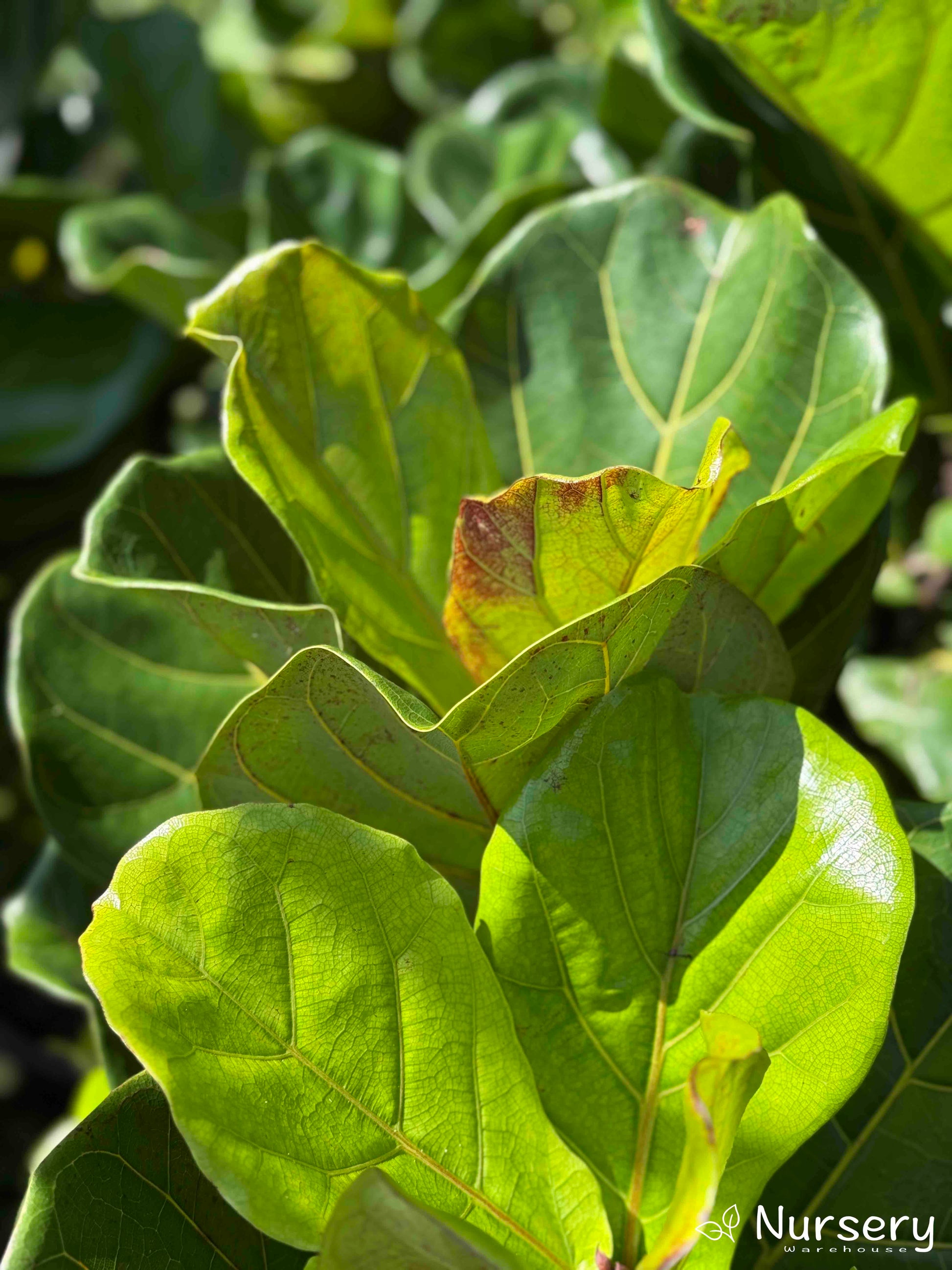 fiddle leaf fig health benefits Fiddle Leaf Fig – Stylish Greenery with Health Benefits