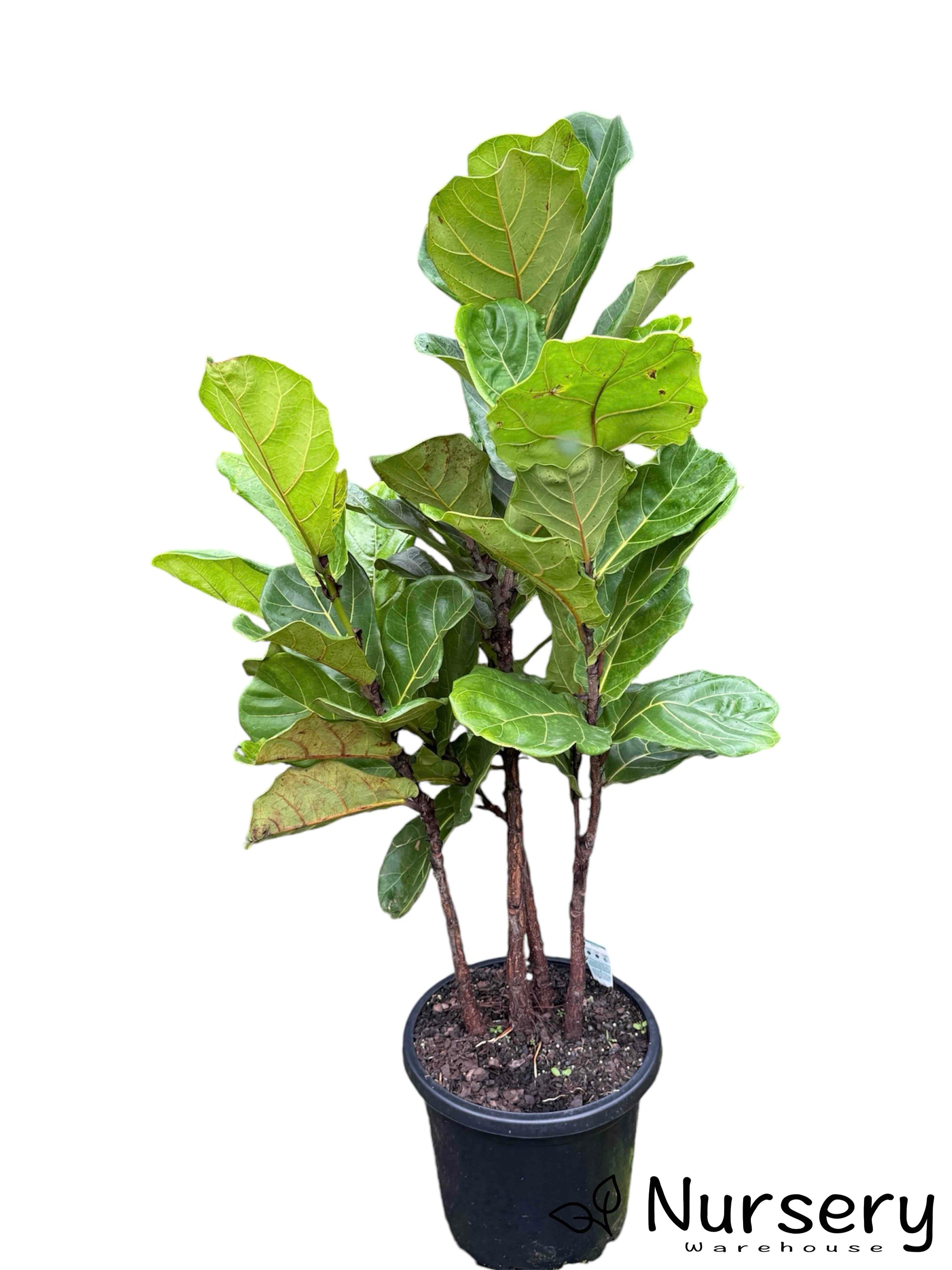 fiddle leaf fig australia Fiddle Leaf Fig – Stylish Greenery with Health Benefits