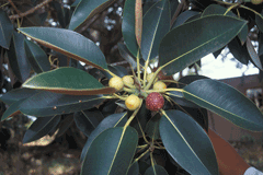 Ficus Macrophylla (Moreton Bay Fig)