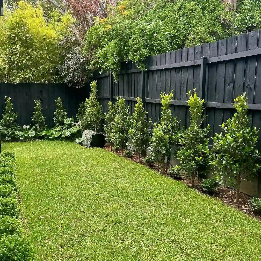 Ficus Microcarpa 'Flash' (Flash Ficus)