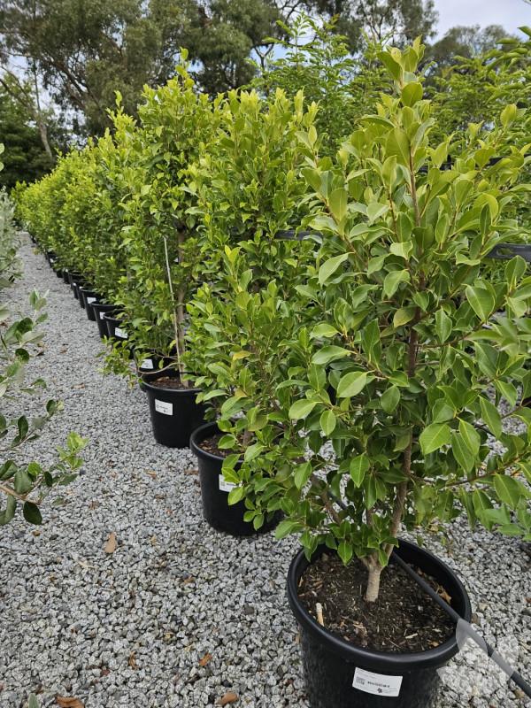 Ficus Microcarpa 'Flash' (Flash Ficus)