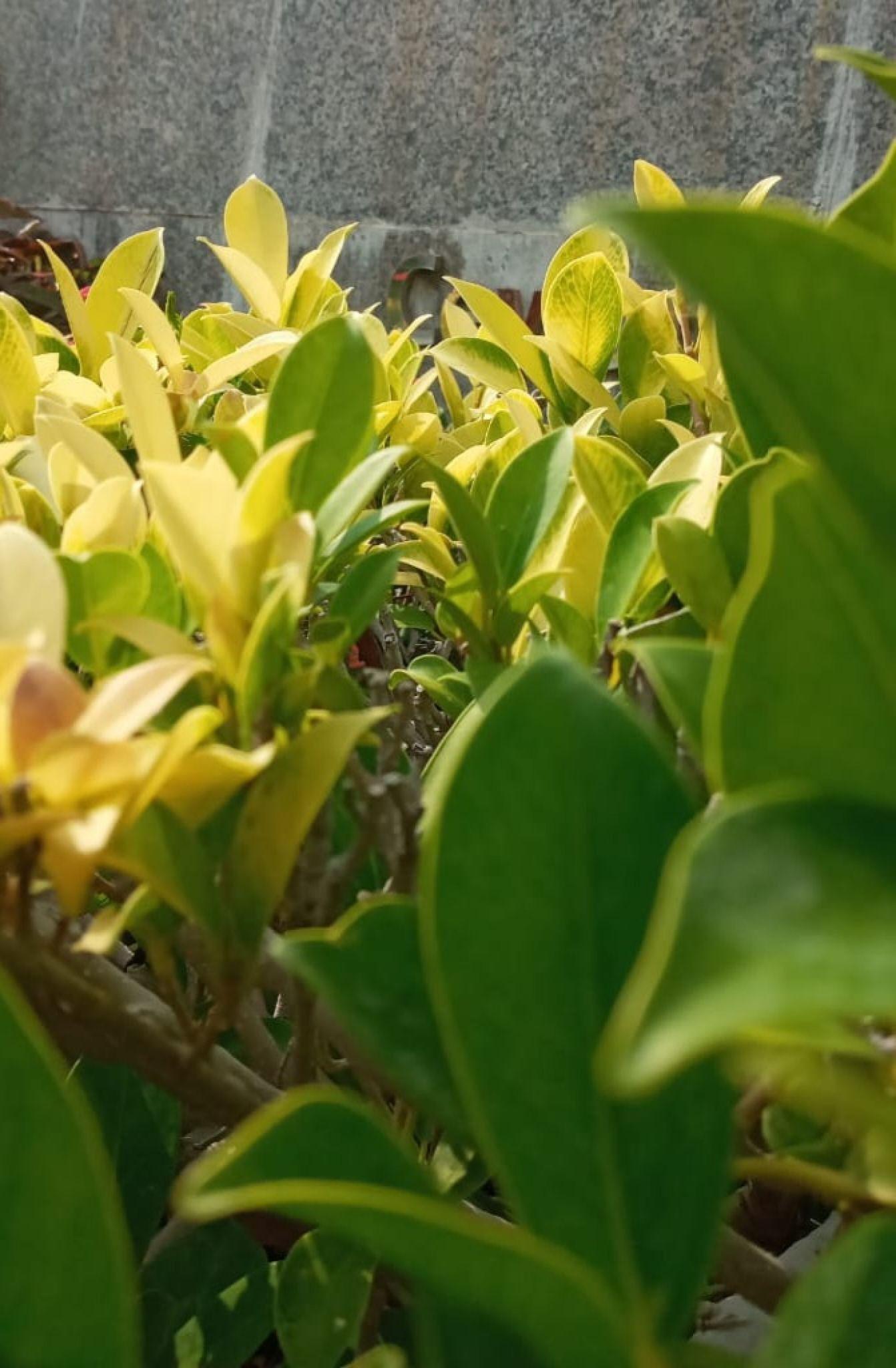 Ficus Microcarpa 'Flash' (Flash Ficus)