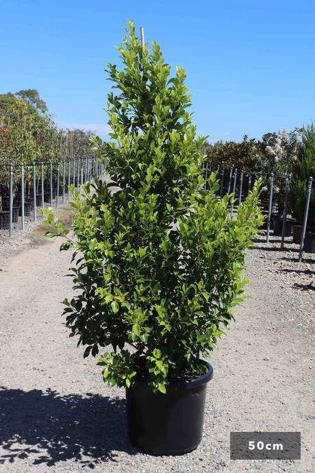 Ficus Microcarpa 'Flash' (Flash Ficus)