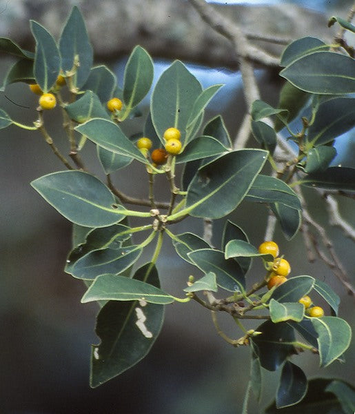 Ficus Obliqua (Small-Leaved Fig)